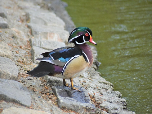 Wood Duck